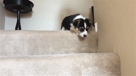 Can Dogs Go Down Stairs