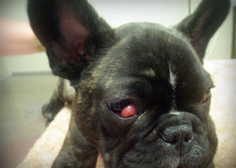 When these fibers are weakened due to a genetics, it can lead to the gland popping out of place. Health Information - French Bulldog Rescue & Adoption