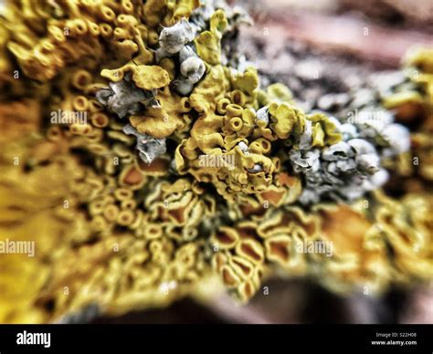 Yellow Fungus Macro Stock Photo Alamy