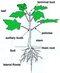In which phylum of animal kingdom cells do not form tissue. Filicinophyta - Phyla Groupings