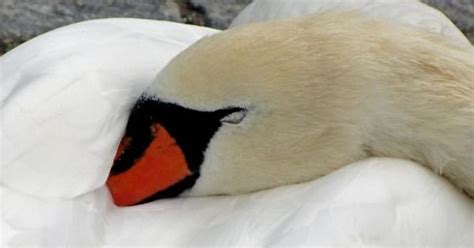 Sleepy Swan In Zurich Imgur