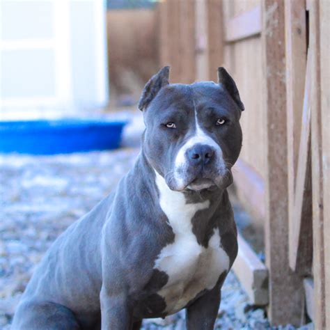 Blue nose bully pitbull puppies. 9 Things You Should "Nose" about the Blue Nose Pitbull - Animalso