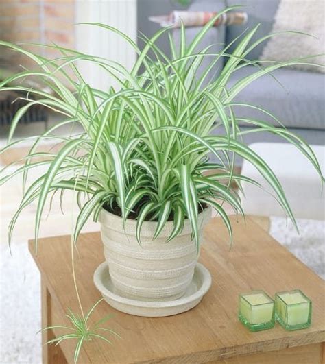 9 Trendy Ornamental Indoor Grass Grass Houseplants Balcony Garden Web
