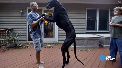 Zeus Worlds Tallest Dog Dies At Age 5