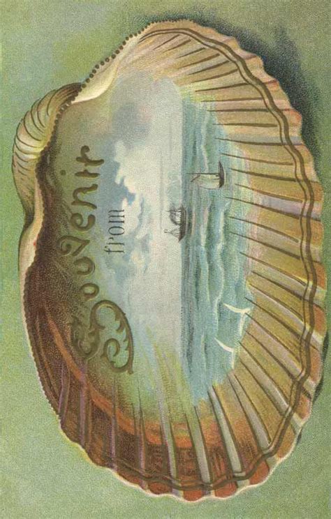 Souvenir Card Sea Shell Vintage Fangirl Postcard Art Seashell