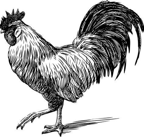 Farm Illustration Or Engrave Clipart Chicken Rooster Printable Graphic