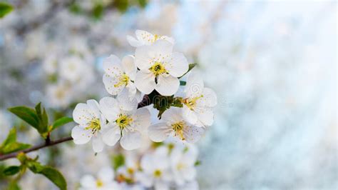 Cherry Blossoms Cherry Flowers On A Gentle Blue Background Stock Image