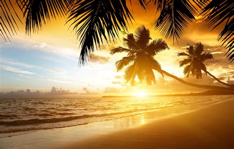 Wallpaper Sand Sea Beach Sunset Tropics Palm Trees