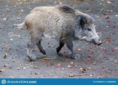 Wild Boar Wild Pig On A Path In Autumn With Colorful Leaves Stock
