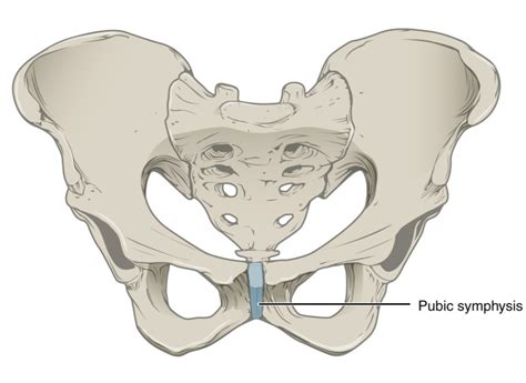 The Pubic Symphysis The Joint At The Front Of The Pelvis My