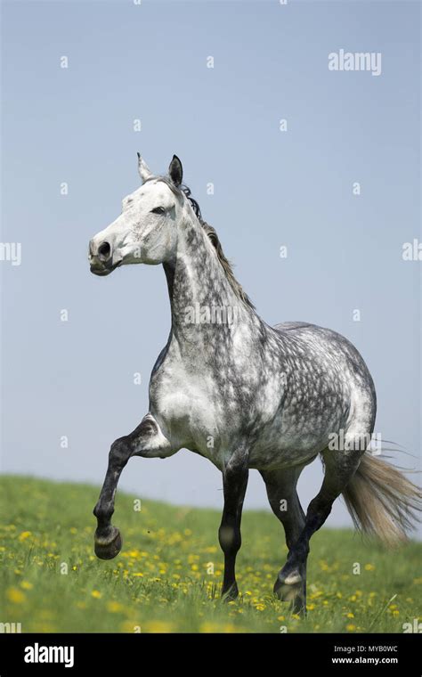 Hanoverian Horse Dappled Gray Mare Trotting On A Meadow Germany Stock