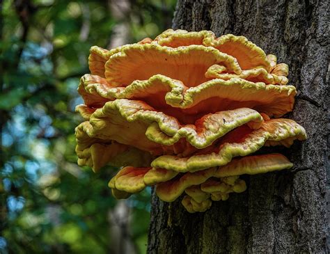 Chicken Of The Woods Edible Wild Mushroom Photograph By Julie A Murray