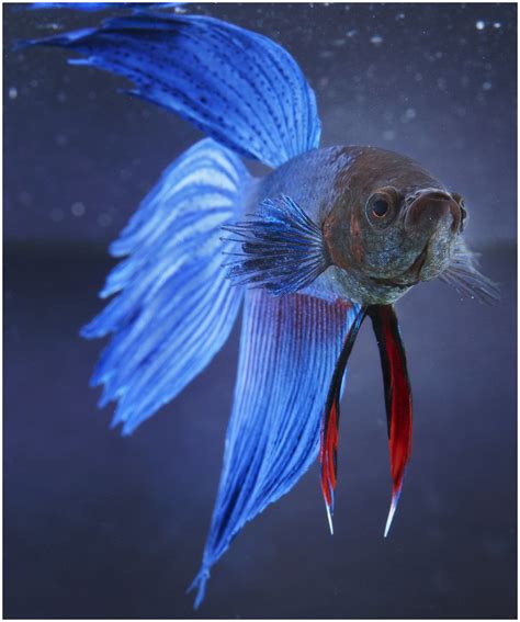 Male Betta Fish Also Known As A Siamese Fighting Fish T Flickr