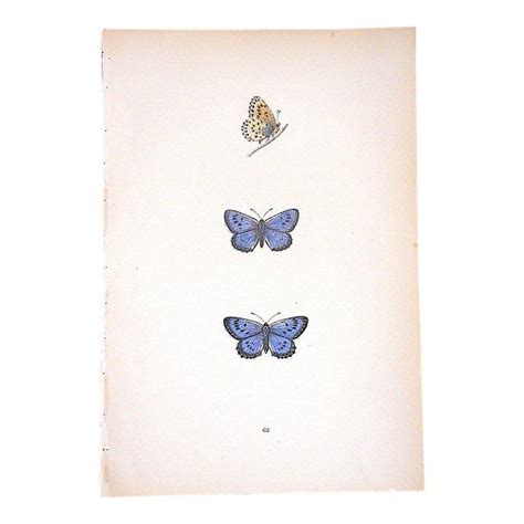 Antique Antique Butterfly Lithograph Fo Morris Hand Colored Mid 19th