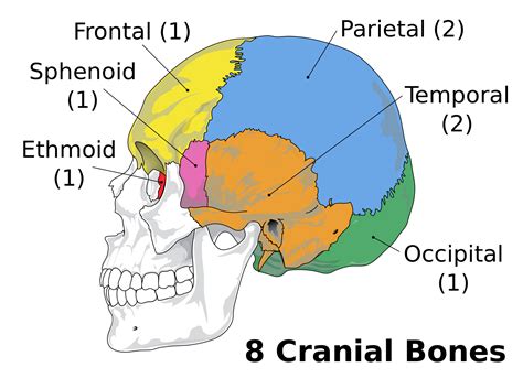 What Are The Eight Cranial Bones Socratic