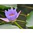 Purple Lotus 2560x1600  Wallpapers13com