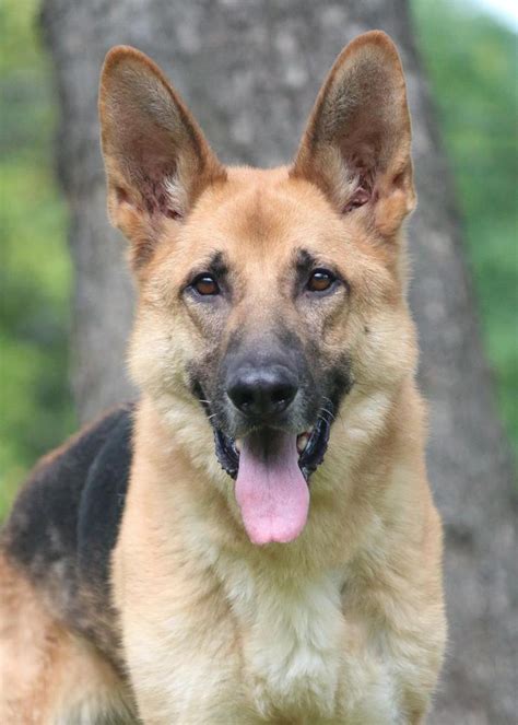 Adopt Luke On Petfinder Dog Search Dogs German Shepherd Dogs
