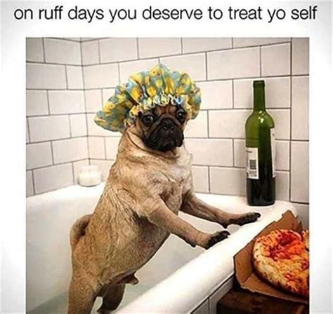 Start Your Day With These 27 Hilarious Memes Doug The Pug Pugs Funny