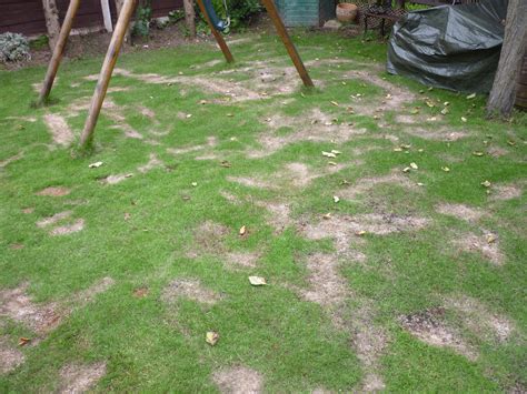 Question How Do I Fix My Burnt Lawn The Lawn Man