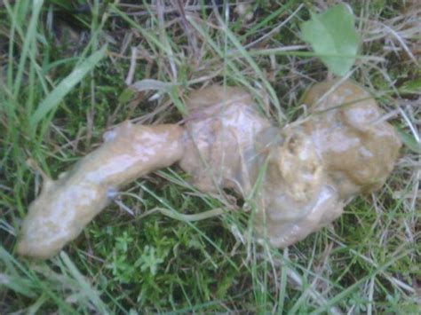 Grüner stuhl ist bei flaschenkindern, die aufgrund schaumiger durchfall beim baby. Schleimiger stuhl hund | Ausfluss aus der Scheide bei der ...