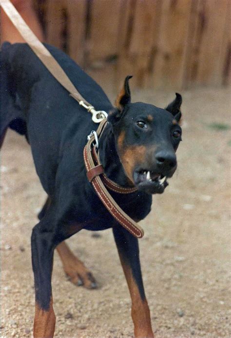 Actionshotsnh Guard Dog Training