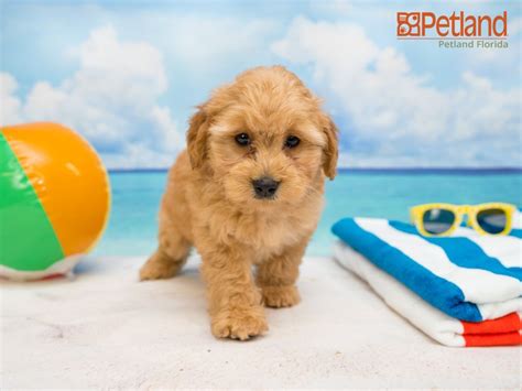 Visit our site 😘 stud services available dm 👇🏻 utahgoldendoodles.co. Petland Florida has Mini Goldendoodle puppies for sale ...