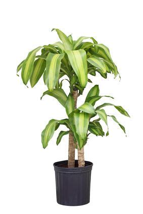 However, i'm too lazy to do that. Dracaena house plants care tips. Dracaena is one of the ...