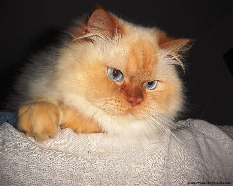 Flame Point Himalayan Persian Pet Himalayan Bonito Cat Hd