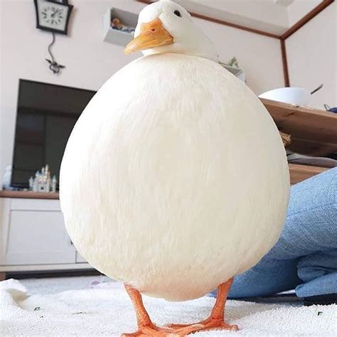 1106 Best Chonky Images On Pholder Chonkers Aww And Absolute Units