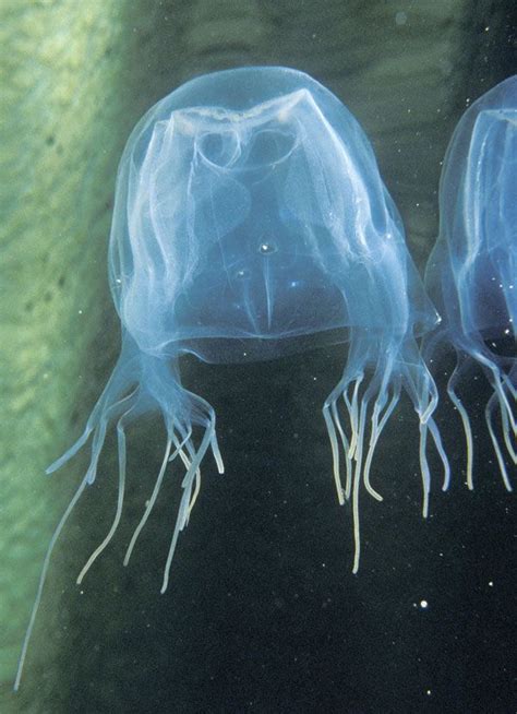 Box Jellyfish Scary Animals Sea Creatures Creatures