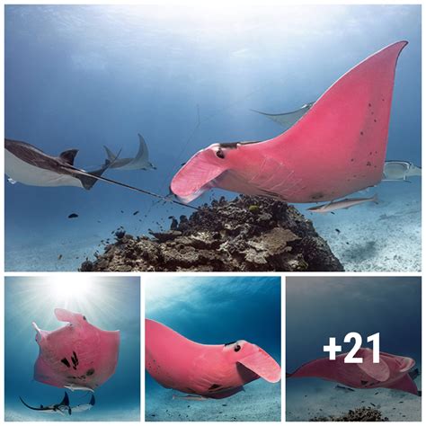Majestic Pink Stingray Rare Spots To See Once In A Lifetime