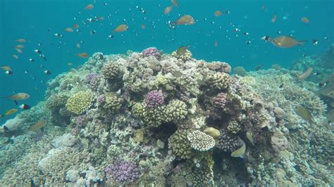 Red Sea Coral Reef Jeddah Saudi Arabia Youtube