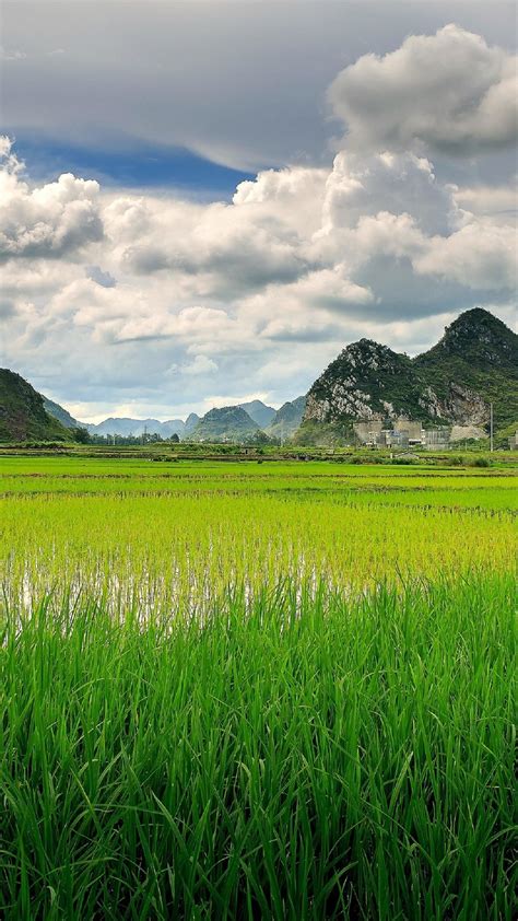 Paddy field in China wallpaper - backiee