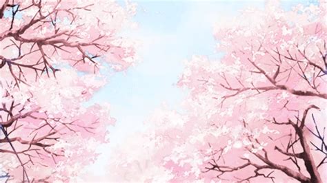 4k  Wallpaper Cherry Blossom Anime Cherry Blossom  14 