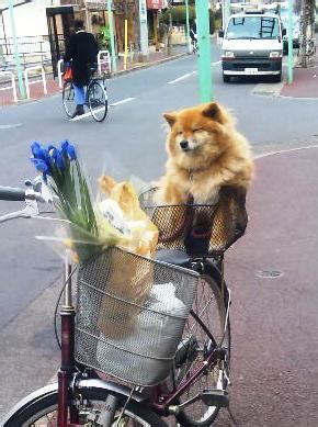Shop snoozer sporty pet bike baskets at 1800petmeds so your pet can enjoy your bike ride in style. Japan trip and travel: Dog on bicycle