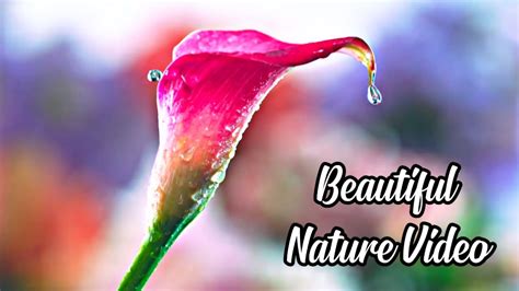 3d Beautiful Nature And Music Whatsapp Status Video By Prashant Youtube