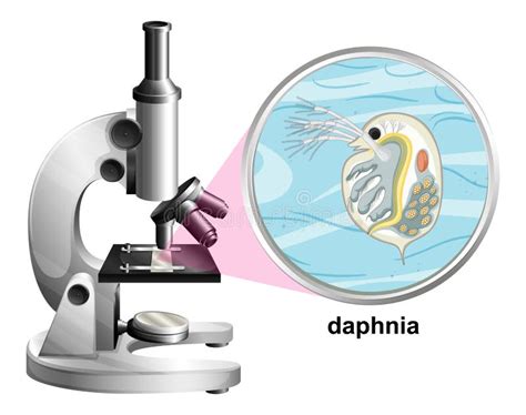 Daphnia En El Fondo Blanco Ilustración Del Vector Ilustración De