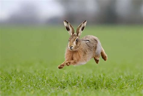 How Fast Can Rabbits Run