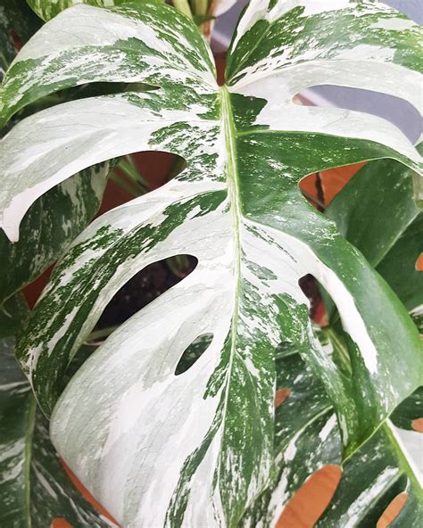 Monsteras are beautiful plants already, and variegated specimens even more so. Variegated Monstera Cutting - White Collection