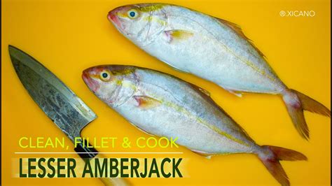 Clean Fillet And Cook Lesser Amberjack Crispy And Buttery Fried