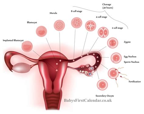Maybe you would like to learn more about one of these? Implantation Bleeding & Spotting in Early Pregnancy - Baby ...