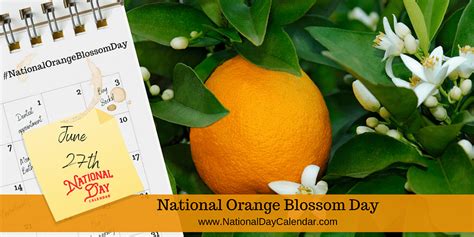 national orange blossom day june 27 national day calendar educational crafts aesthetic beauty