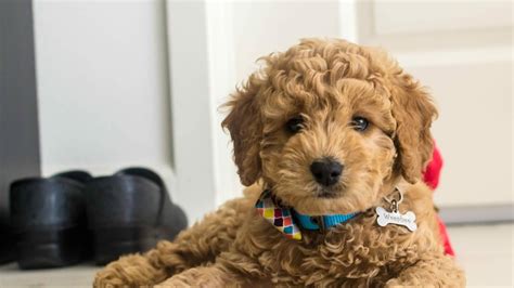 Looking for a new family member? F1 Mini Goldendoodle Puppies! - YouTube