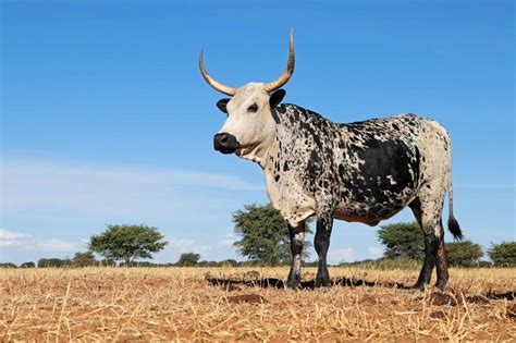 Nguni Cattle Animal Facts Bos Taurus A Z Animals