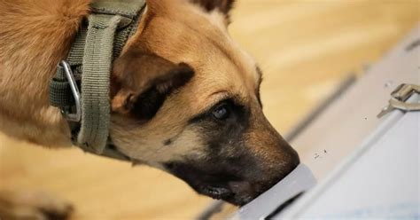 German Sniffer Dogs Are Able To Detect Covid With 94 Per Cent Accuracy
