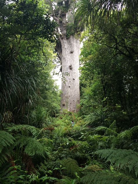 Waipoua Forest New Zealand New Zealand Nature Kauri Tree Ecotourism