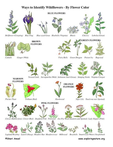 Wildflower Identification By Color Flower Identification Plants