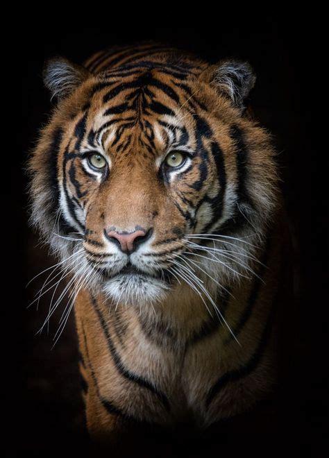 Les 14 Meilleures Images De Tigre Photographie En 2020 Tigre