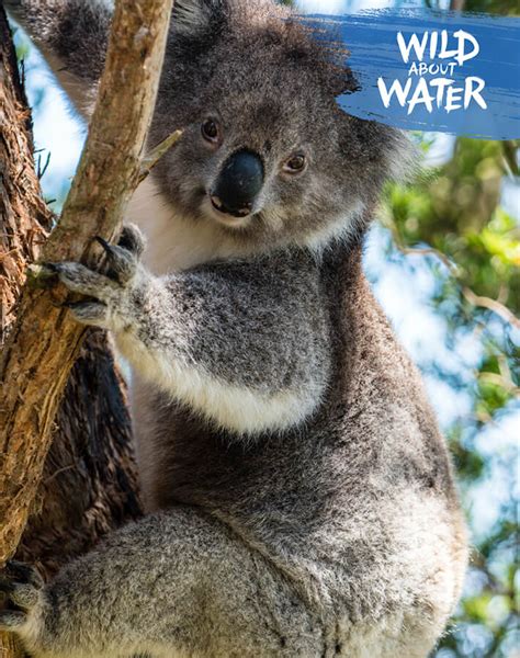 Koala Facts Fun Quizzes Nestlé Pure Life