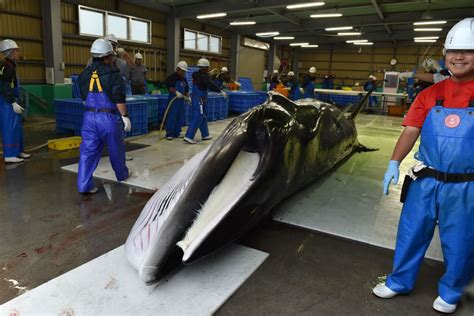 Japan Resumes Commercial Whaling After 31 Years World Report Us News